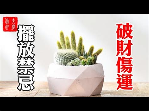 仙人掌放廁所|仙人掌可以放廁所嗎？